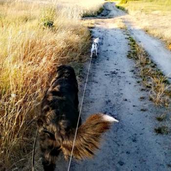 Psy na spacerze
